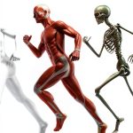 Anatomy for Kindle: 1st Edition, English, 34 pages, 1.2 MB-0