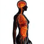 Anatomy for Holistic Medicine Kindle Edition by [Brand Name]-0