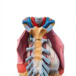 Lippincott Connect Anatomy & Physiology 9th Edition eBook Kluwer-0