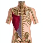 Anatomy for the Artist: The Complete Course-0